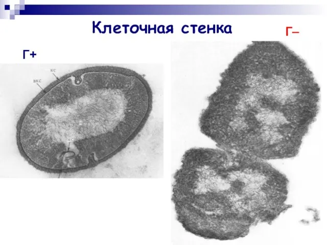 Клеточная стенка Г+ Г–