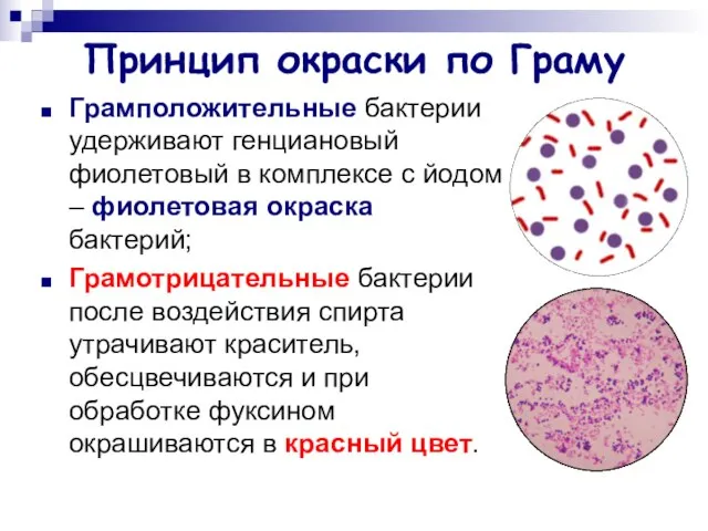 Принцип окраски по Граму Грамположительные бактерии удерживают генциановый фиолетовый в комплексе с