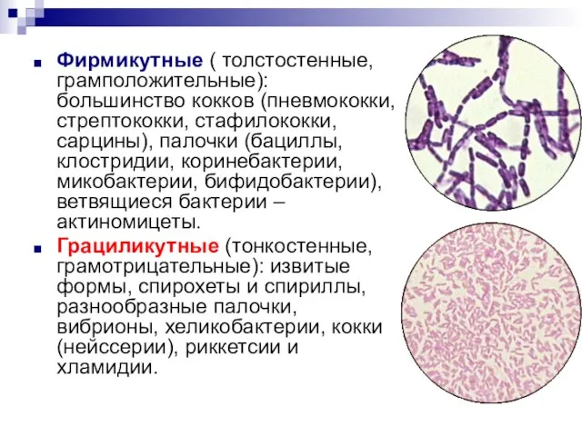 Фирмикутные ( толстостенные, грамположительные): большинство кокков (пневмококки, стрептококки, стафилококки, сарцины), палочки (бациллы,