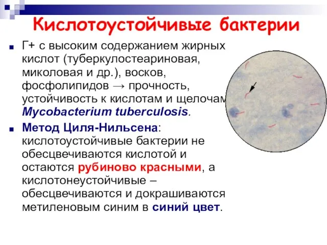 Кислотоустойчивые бактерии Г+ с высоким содержанием жирных кислот (туберкулостеариновая, миколовая и др.),