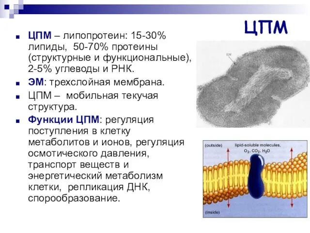 ЦПМ ЦПМ – липопротеин: 15-30% липиды, 50-70% протеины (структурные и функциональные), 2-5%