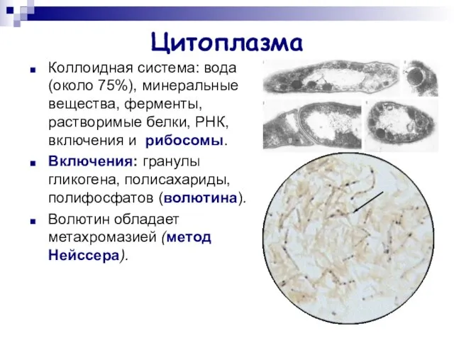 Цитоплазма Коллоидная система: вода (около 75%), минеральные вещества, ферменты, растворимые белки, РНК,