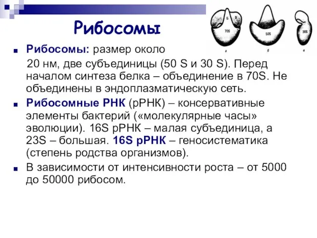 Рибосомы Рибосомы: размер около 20 нм, две субъединицы (50 S и 30