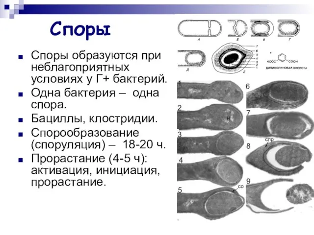 Споры Споры образуются при неблагоприятных условиях у Г+ бактерий. Одна бактерия –