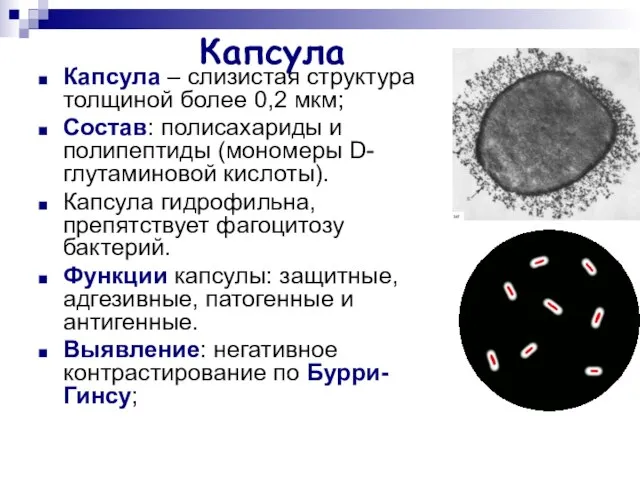 Капсула Капсула – слизистая структура толщиной более 0,2 мкм; Состав: полисахариды и