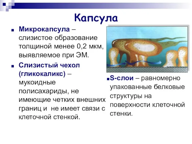 Капсула Микрокапсула – слизистое образование толщиной менее 0,2 мкм, выявляемое при ЭМ.