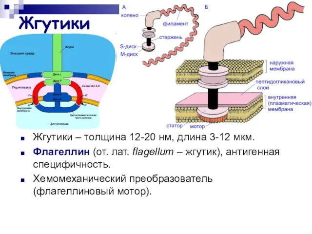 Жгутики Жгутики – толщина 12-20 нм, длина 3-12 мкм. Флагеллин (от. лат.