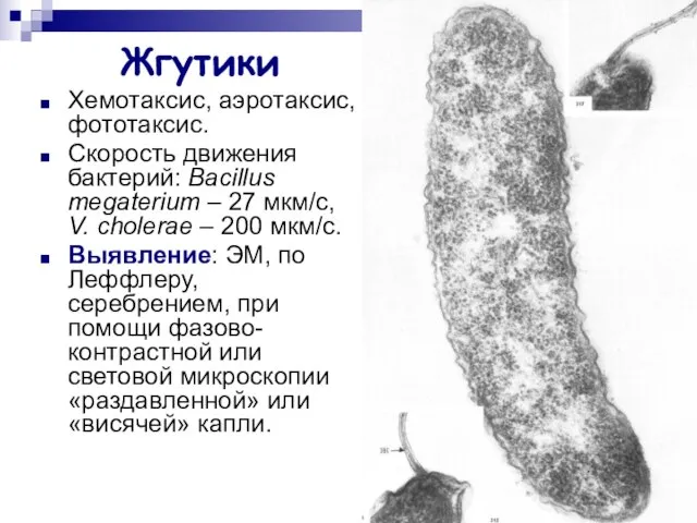 Жгутики Хемотаксис, аэротаксис, фототаксис. Скорость движения бактерий: Bacillus megaterium – 27 мкм/с,