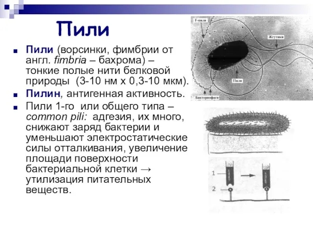 Пили Пили (ворсинки, фимбрии от англ. fimbria – бахрома) – тонкие полые