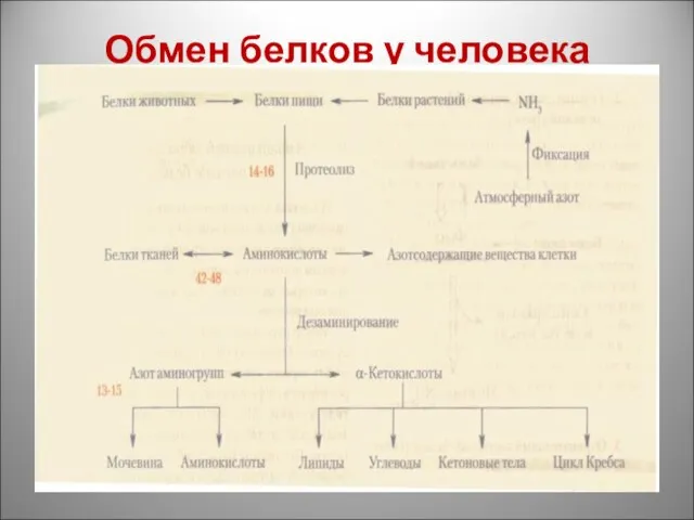 Обмен белков у человека