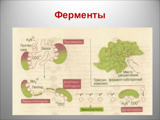 Ферменты