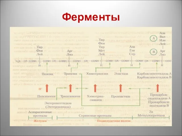 Ферменты