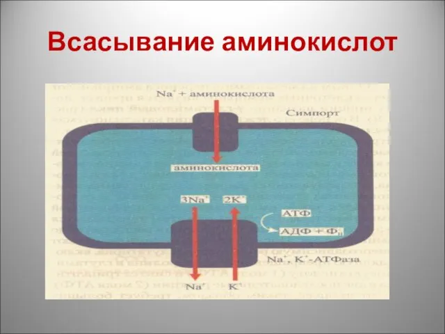 Всасывание аминокислот