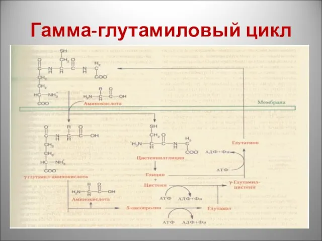 Гамма-глутамиловый цикл