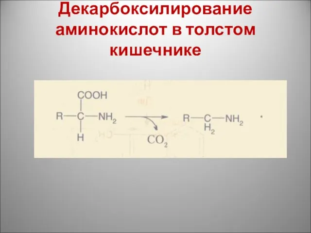 Декарбоксилирование аминокислот в толстом кишечнике