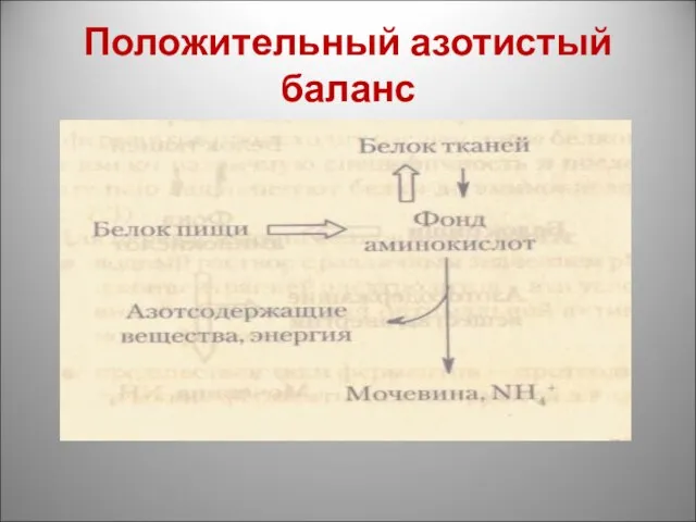 Положительный азотистый баланс