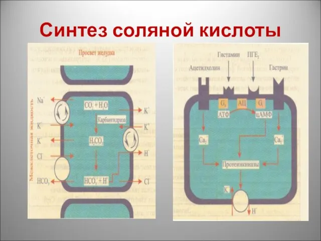 Синтез соляной кислоты