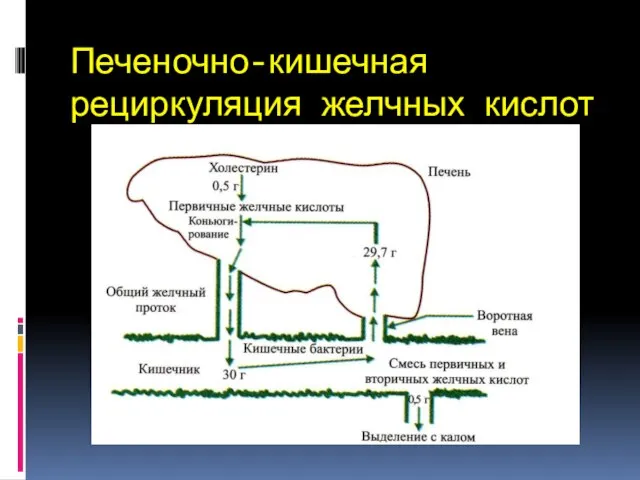 Печеночно-кишечная рециркуляция желчных кислот