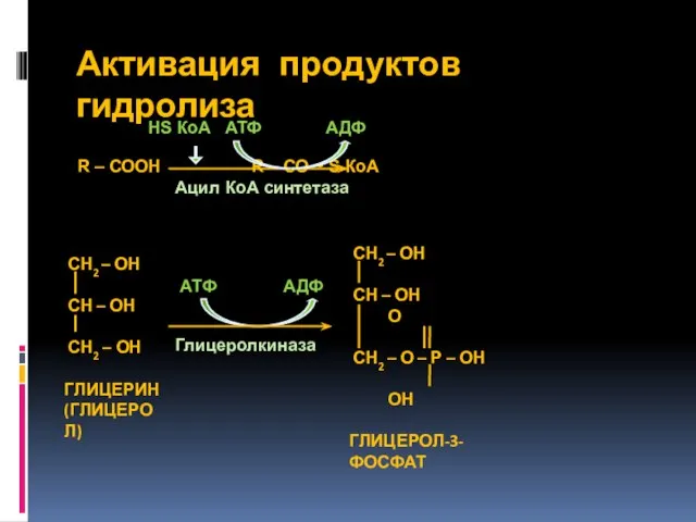 Активация продуктов гидролиза R – СООН R – СО ~ S КоА