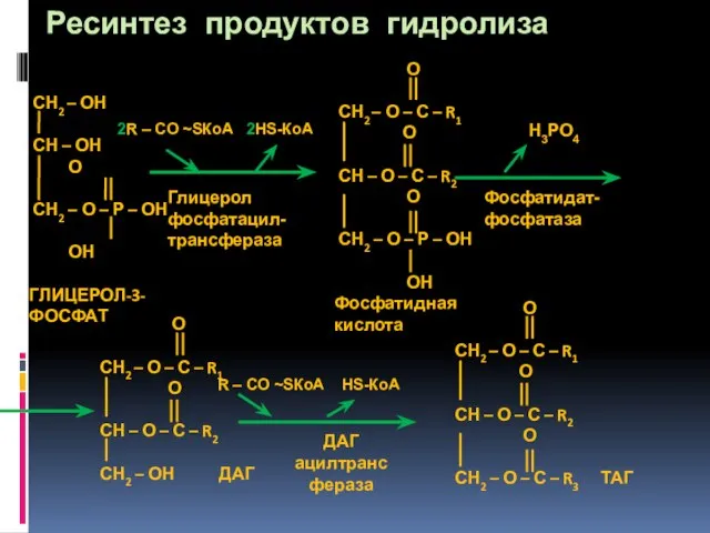 Ресинтез продуктов гидролиза Глицерол фосфатацил-трансфераза 2R – СО ~SКоА 2НS-КоА Фосфатидат- фосфатаза