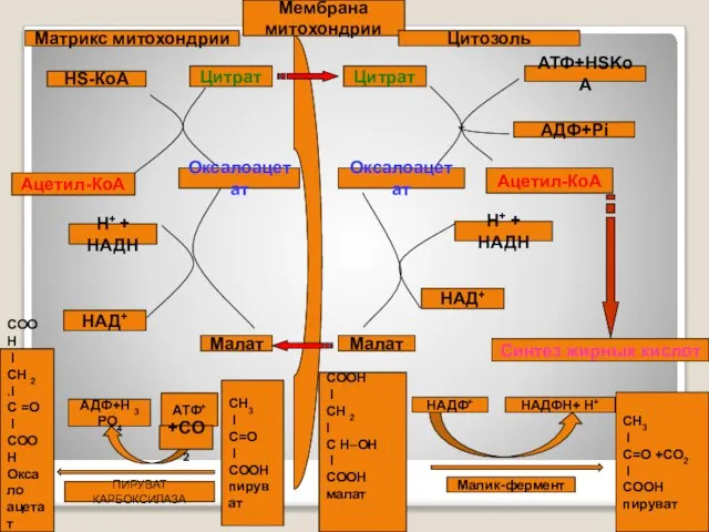 Матрикс митохондрии АДФ+Рi Оксалоацетат АТФ+HSKoA Мембрана митохондрии Цитозоль HS-КоА Ацетил-КоА Цитрат Цитрат