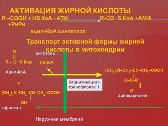 АКТИВАЦИЯ ЖИРНОЙ КИСЛОТЫ R –СООН + НS КоА +АТФ R-СО~S КоА +АМФ