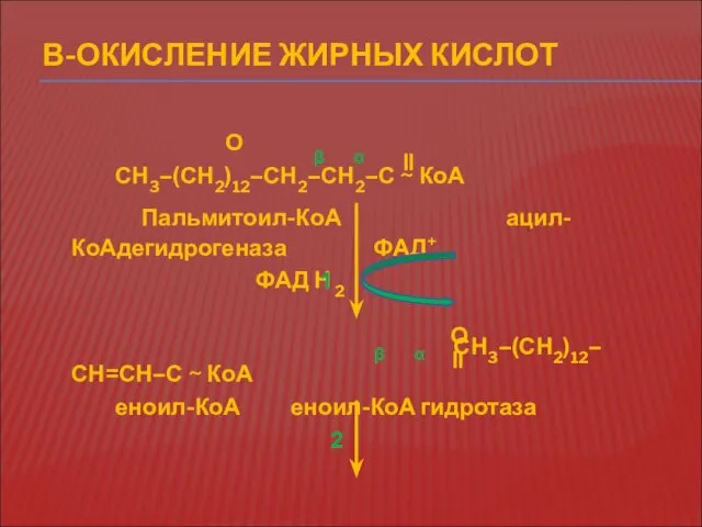 β α Β-ОКИСЛЕНИЕ ЖИРНЫХ КИСЛОТ О СН3–(СН2)12–СН2–СН2–С ~ КоА Пальмитоил-КоА ацил-КоАдегидрогеназа ФАД+