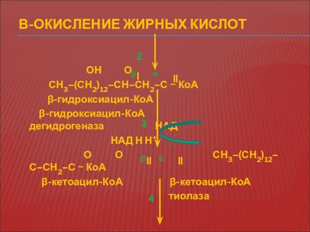 β α Β-ОКИСЛЕНИЕ ЖИРНЫХ КИСЛОТ ОН О СН3–(СН2)12–СН–СН2–С ~ КоА β-гидроксиацил-КоА β-гидроксиацил-КоА