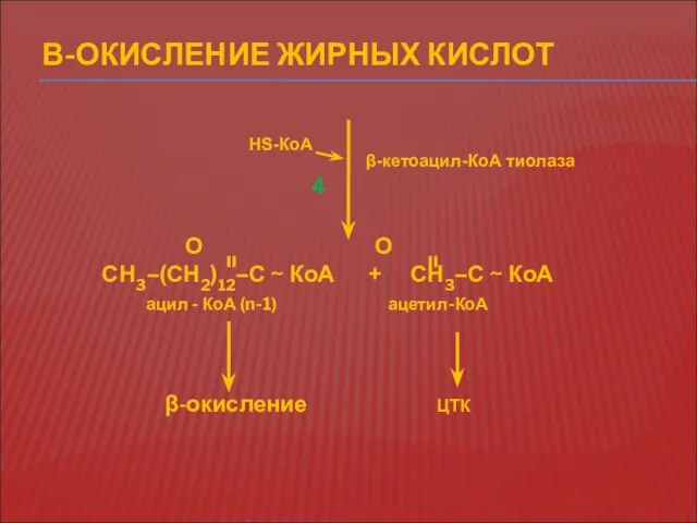 Β-ОКИСЛЕНИЕ ЖИРНЫХ КИСЛОТ 4 НS-КоА β-кетоацил-КоА тиолаза О О СН3–(СН2)12–С ~ КоА