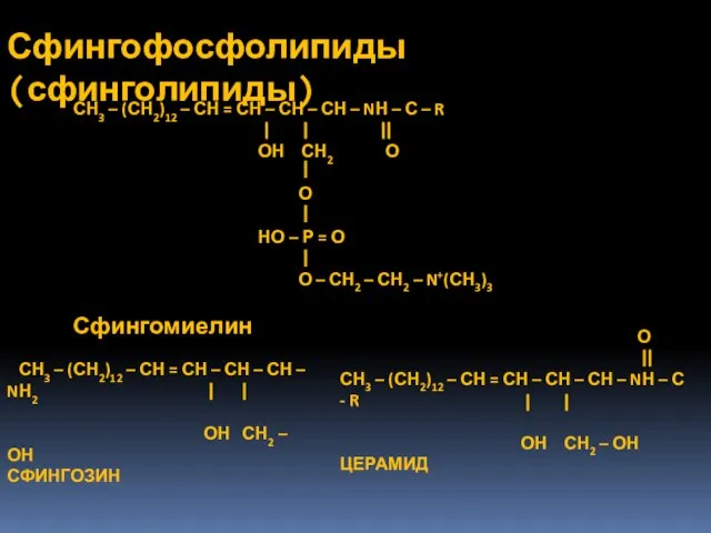 Сфингофосфолипиды (сфинголипиды)