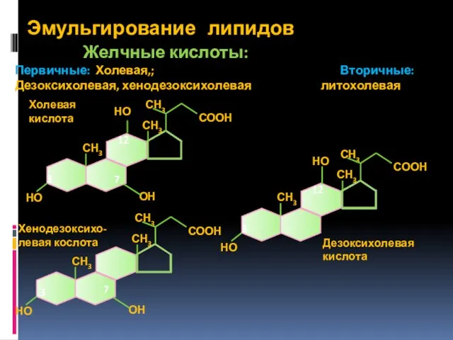 Эмульгирование липидов Желчные кислоты: Первичные: Холевая,; Вторичные: Дезоксихолевая, хенодезоксихолевая литохолевая 3 7