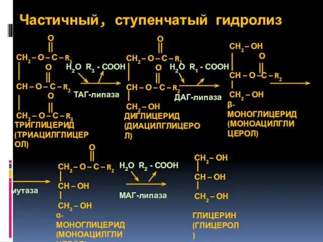 Частичный, ступенчатый гидролиз Н2О R3 - СООН Н2О R1 - СООН Н2О