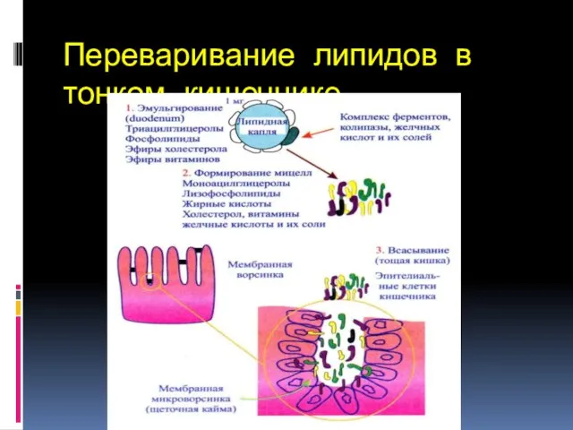 Переваривание липидов в тонком кишечнике