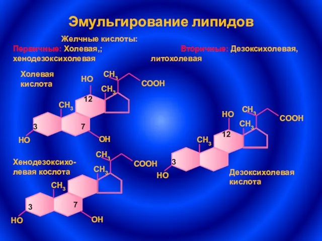 Эмульгирование липидов Желчные кислоты: Первичные: Холевая,; Вторичные: Дезоксихолевая, хенодезоксихолевая литохолевая 3 7