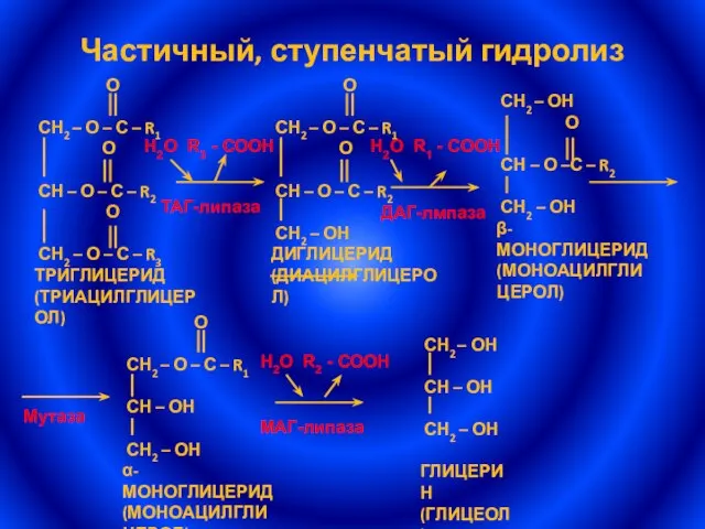 Частичный, ступенчатый гидролиз Н2О R3 - СООН Н2О R1 - СООН Н2О