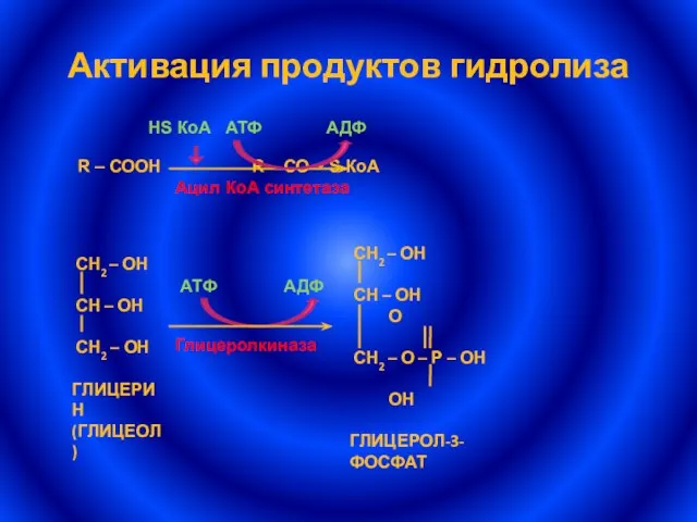 Активация продуктов гидролиза R – СООН R – СО ~ S КоА