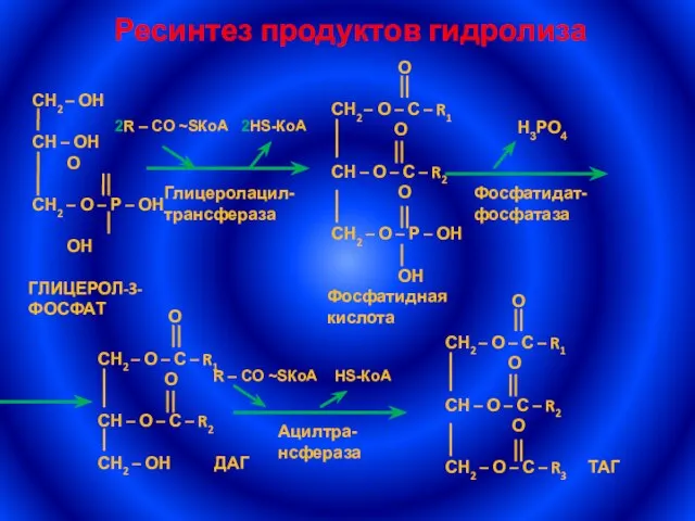 Ресинтез продуктов гидролиза Глицеролацил-трансфераза 2R – СО ~SКоА 2НS-КоА Фосфатидат- фосфатаза Н3РО4