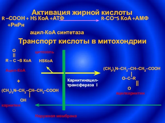 Активация жирной кислоты R –СООН + НS КоА +АТФ R-СО~S КоА +АМФ