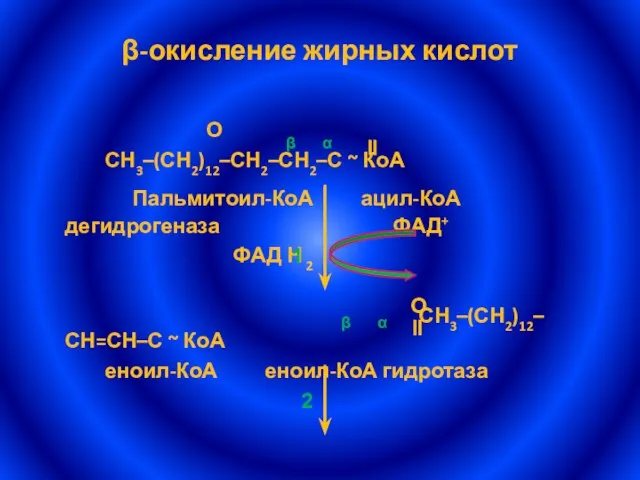 β α β-окисление жирных кислот О СН3–(СН2)12–СН2–СН2–С ~ КоА Пальмитоил-КоА ацил-КоА дегидрогеназа