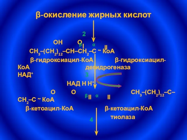 β α β-окисление жирных кислот ОН О СН3–(СН2)12–СН–СН2–С ~ КоА β-гидроксиацил-КоА β-гидроксиацил-КоА