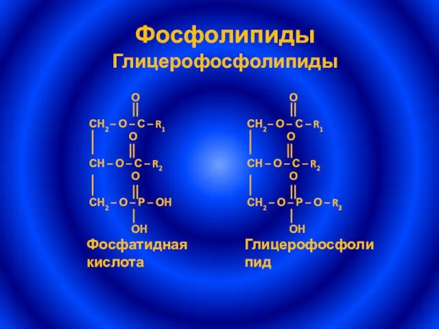 Фосфолипиды Глицерофосфолипиды