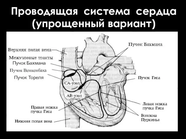 Проводящая система сердца (упрощенный вариант) Пучок Венкенбаха Пучок Тореля Пучок Бахмана
