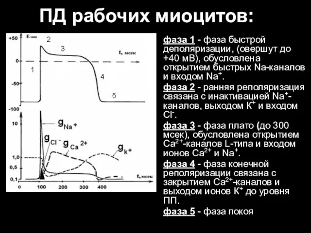 ПД рабочих миоцитов: фаза 1 - фаза быстрой деполяризации, (овершут до +40