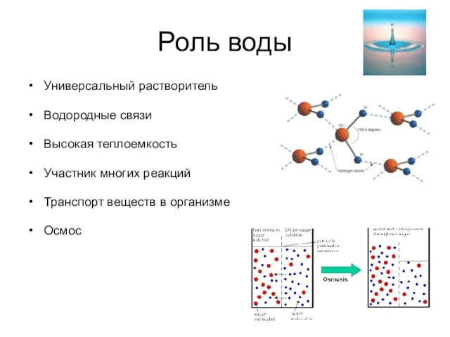 Роль воды Универсальный растворитель Водородные связи Высокая теплоемкость Участник многих реакций Транспорт веществ в организме Осмос