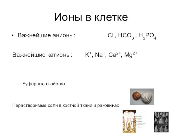 Ионы в клетке Важнейшие анионы: Cl-, HCO3-, H2PO4- Важнейшие катионы: K+, Na+,