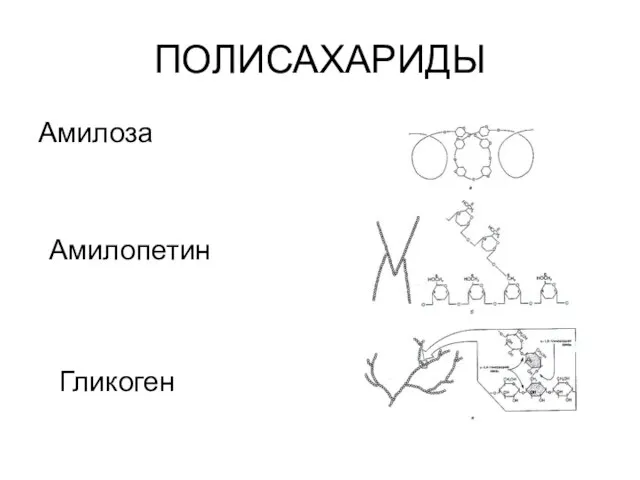 ПОЛИСАХАРИДЫ Амилоза Амилопетин Гликоген