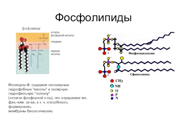 Фосфолипиды Молекулы Ф. содержат неполярные гидрофобные "хвосты" и полярную гидрофильную "головку" (остаток