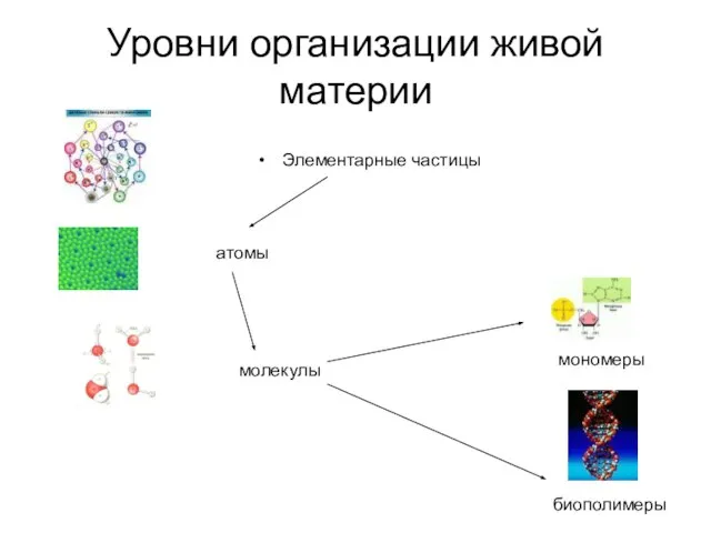 Уровни организации живой материи Элементарные частицы атомы молекулы мономеры биополимеры