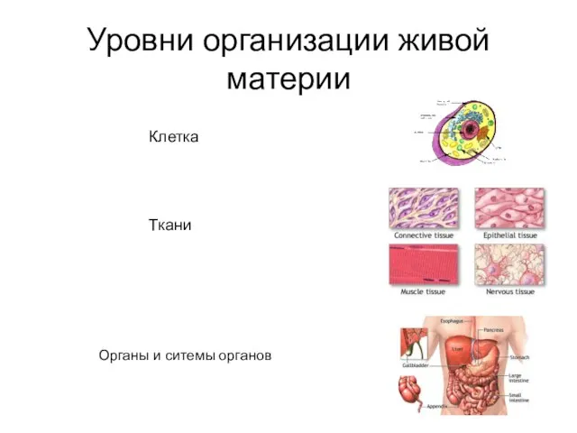 Уровни организации живой материи Клетка Ткани Органы и ситемы органов