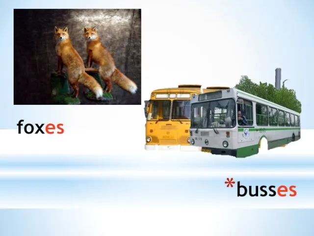 busses foxes